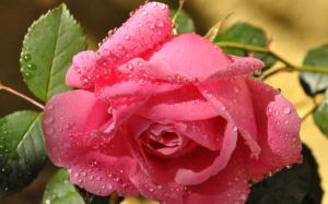 Pink rose, flower, leaves, water drops, close-up wallpaper thumb