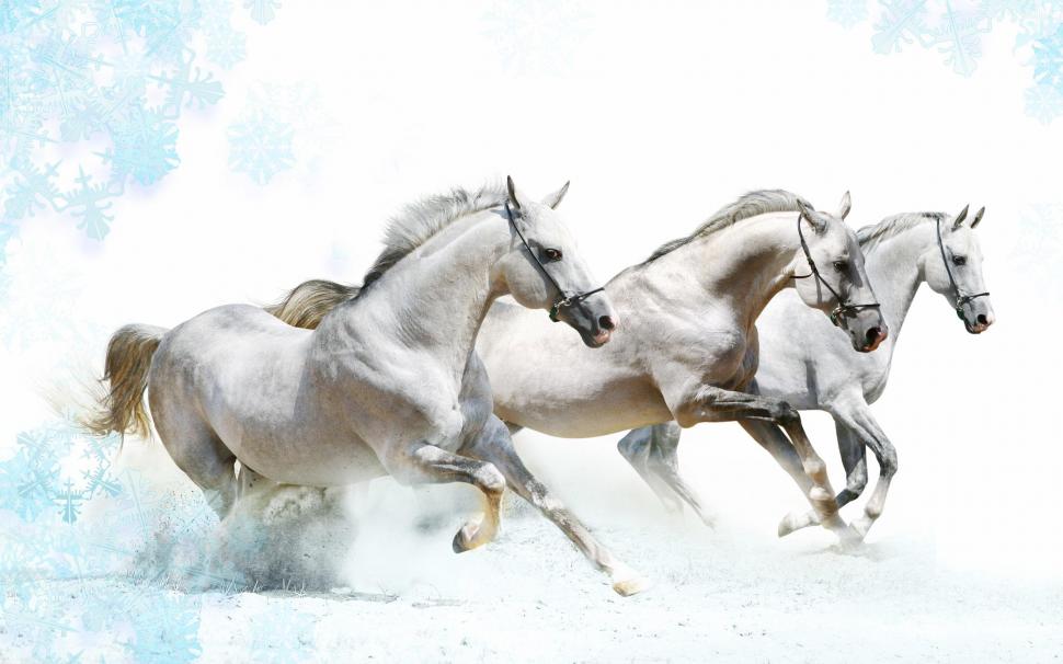 White Horses Runing wallpaper,snow HD wallpaper,horse HD wallpaper,animal HD wallpaper,animals HD wallpaper,2560x1600 wallpaper