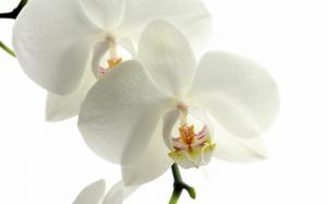 Orchid wallpaper thumb