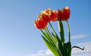 Tulip under the blue sky wallpaper thumb