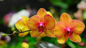 Orchid petals, phalaenopsis, orange red wallpaper thumb