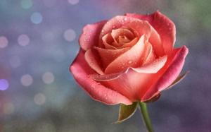 Petals Drops Pink Rose Bud High Resolution wallpaper thumb