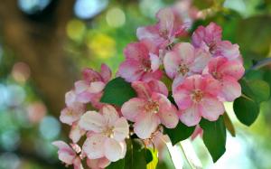 Pink flowers, branch, blossom wallpaper thumb