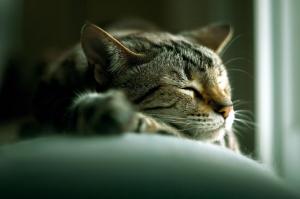 A Cute Cat Sleeping wallpaper thumb
