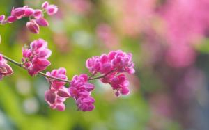 Pink flowers, blur background, spring wallpaper thumb