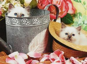 Two Kittens In A Watercan Hat wallpaper thumb