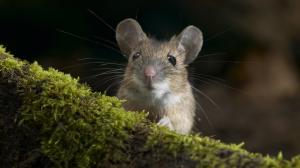 Rodent, mouse, moss wallpaper thumb