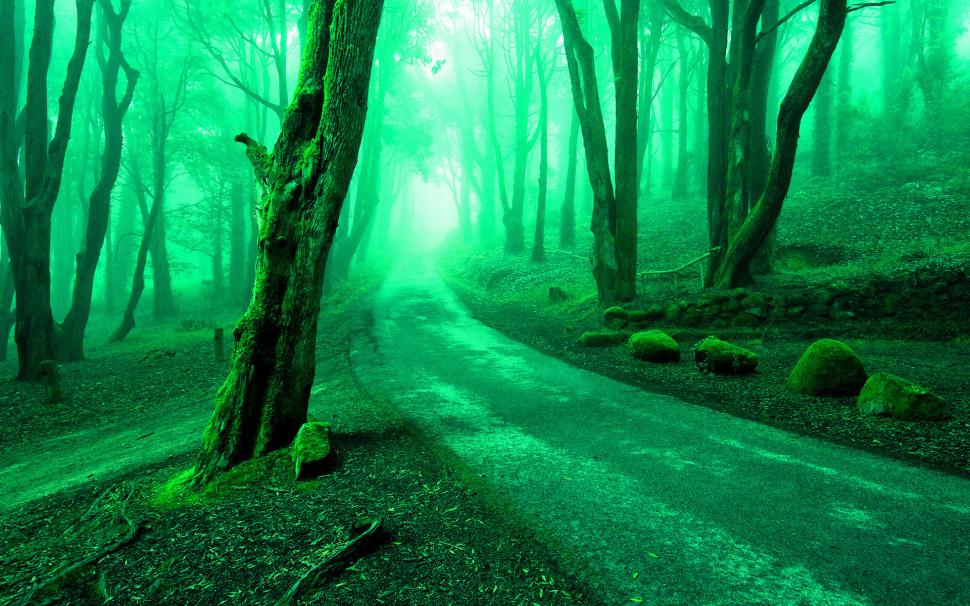 Trees Road Forest Green HD wallpaper,nature HD wallpaper,trees HD wallpaper,green HD wallpaper,forest HD wallpaper,road HD wallpaper,1920x1200 wallpaper