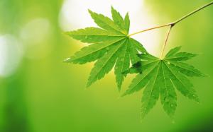 Two green Maple Leaf wallpaper thumb