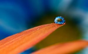 Blue Flowers, Water Drops, Photoshopped, Bokeh wallpaper thumb