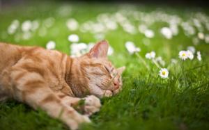 Cat Resting In The Grass wallpaper thumb