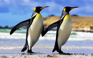 Emperor Penguins Couple wallpaper thumb