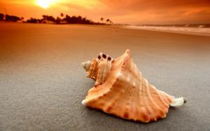 Shell on the beach wallpaper thumb