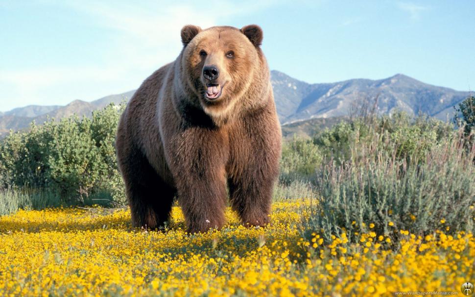 Bear Grizzly Bear HD wallpaper,animals wallpaper,bear wallpaper,grizzly wallpaper,1280x800 wallpaper