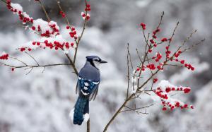 Winter, blue bird, snow, twigs, red berries wallpaper thumb