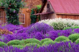 Lavender Cottage wallpaper thumb