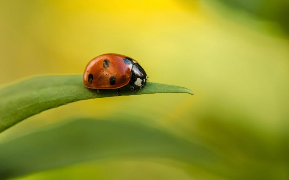 Ladybug On Leaf wallpaper,Insects HD wallpaper,1920x1200 wallpaper