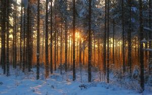 Winter forest, sunset, snow, trees wallpaper thumb