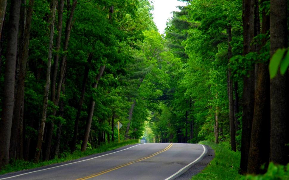 Green Forest Road wallpaper,forest HD wallpaper,refreshing HD wallpaper,green HD wallpaper,road HD wallpaper,3d & abstract HD wallpaper,1920x1200 wallpaper