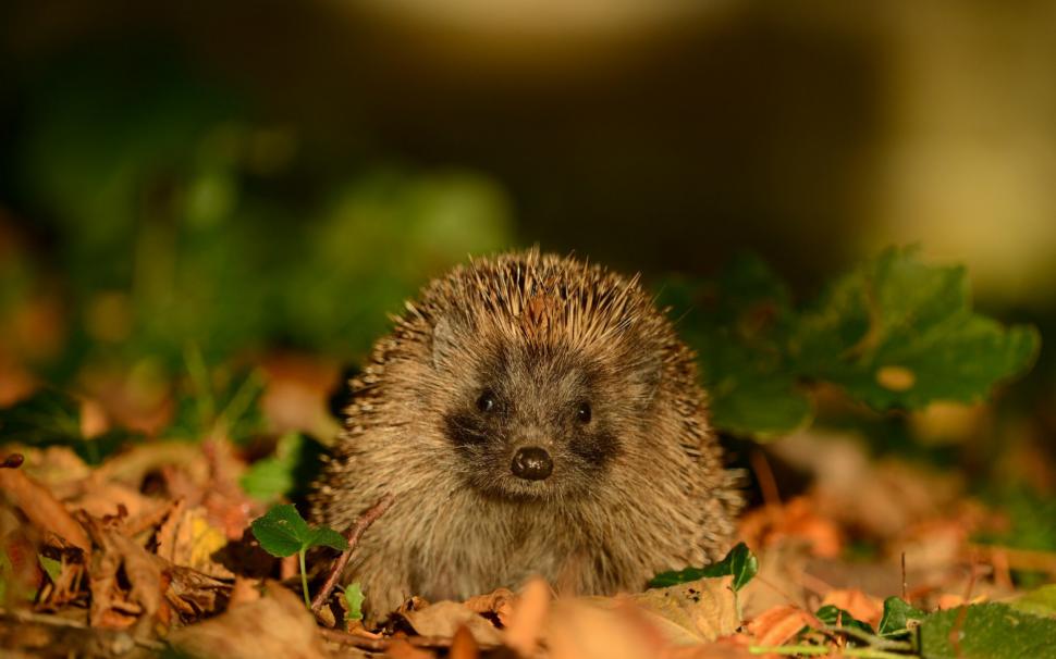 Hedgehog wallpaper,hedgehog wallpapers HD wallpaper,leaves backgrounds HD wallpaper,autumn HD wallpaper,thorn HD wallpaper,2880x1800 wallpaper