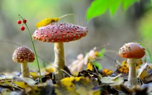 Mushrooms in forest, wallpaper thumb