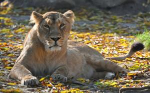 Lioness, leisure, look, predator, leaves, autumn wallpaper thumb