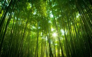 Bamboo Forest Japanese wallpaper thumb