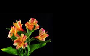Lilies on black background wallpaper thumb