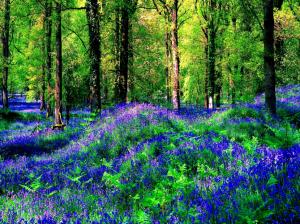 Flowers In Summer Forest wallpaper thumb