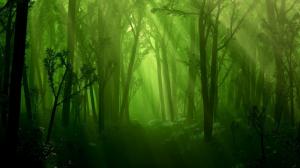 Green Dark Forest HD wallpaper thumb