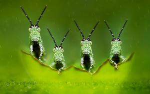 Four Elements, Green, Macro, Photography, Blurred, Depth Of Field, Insect, Animals wallpaper thumb
