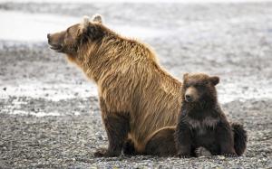 Animals family, brown bears wallpaper thumb