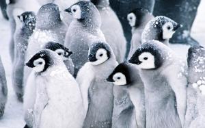 Mutual heating of the penguins in snow wallpaper thumb