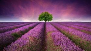 Beautiful lavender field, purple flowers, lonely tree wallpaper thumb