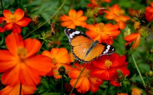 Butterfly In The Garden wallpaper thumb