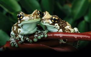 Frog's friendship wallpaper thumb