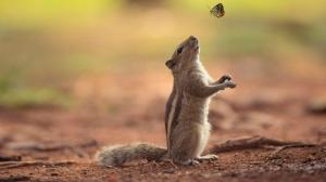 Squirrels, butterflies, friendship, cute animal wallpaper thumb