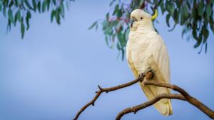 Large crested cockatoo wallpaper thumb
