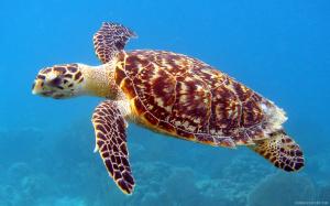 Hawksbill Sea Turtle wallpaper thumb