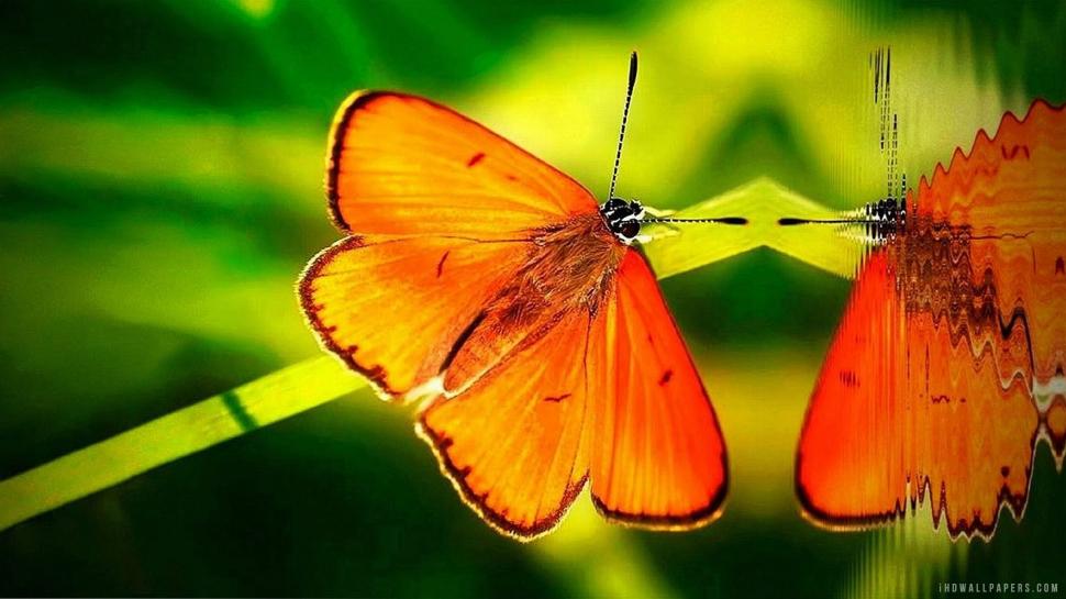 Butterfly Reflect in Water wallpaper,butterfly HD wallpaper,reflect HD wallpaper,water HD wallpaper,2560x1440 wallpaper
