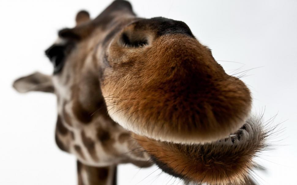 Giraffe Lips wallpaper,funny HD wallpaper,giraffe HD wallpaper,lips HD wallpaper,2560x1600 wallpaper