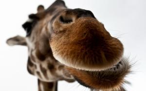 Giraffe Lips wallpaper thumb