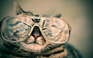 Cats Glasses Funny wide wallpaper thumb