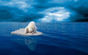 White polar bear, ice, despair, sea, blue wallpaper thumb