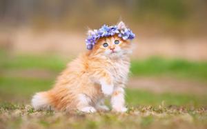 Cute kitten, fluffy, flowers, wreath wallpaper thumb