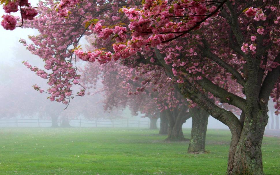 Nature, Landscape, Cherry Trees, Mist, Pink, Flowers, Spring, Sunrise, Grass, Blossom, Fence, Green wallpaper,nature HD wallpaper,landscape HD wallpaper,cherry trees HD wallpaper,mist HD wallpaper,pink HD wallpaper,flowers HD wallpaper,spring HD wallpaper,sunrise HD wallpaper,grass HD wallpaper,blossom HD wallpaper,1920x1200 wallpaper