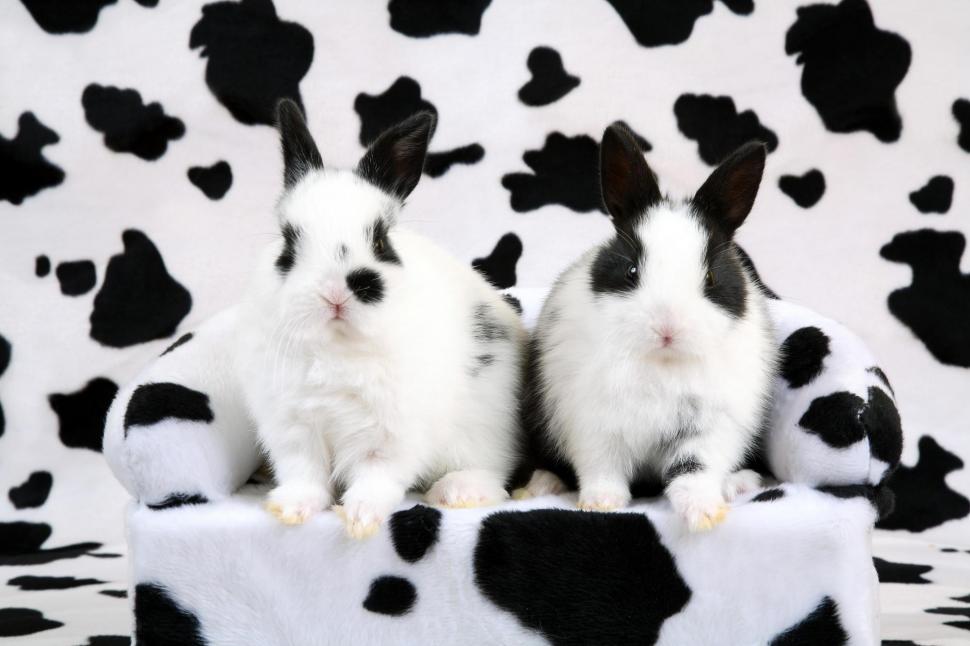 Black and white rabbit wallpaper,white HD wallpaper,rabbit HD wallpaper,black HD wallpaper,animals HD wallpaper,2000x1333 wallpaper