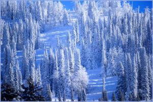 Snow Covered In The Forest wallpaper thumb