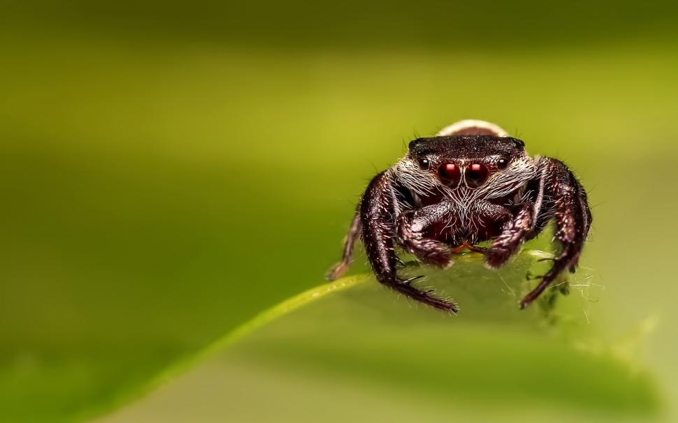 Spider wallpaper,spider wallpapers HD wallpaper,eyes backgrounds HD wallpaper,close-up HD wallpaper,4k pics HD wallpaper,2880x1800 wallpaper