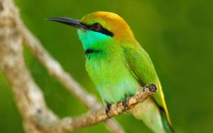 *** Bee - eater *** wallpaper thumb